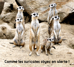 suricates en alerte